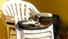 stalkermieze-kater-02