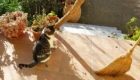 stalkermieze-kater-03