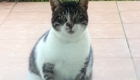 stalkermieze-kater-08