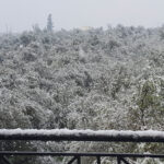 Olivenhain im Schnee