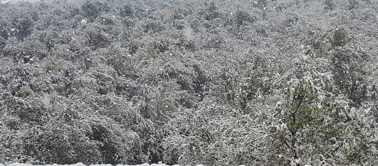 Olivenhain im Schnee