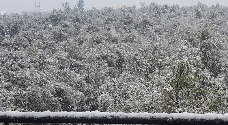 Olivenhain im Schnee