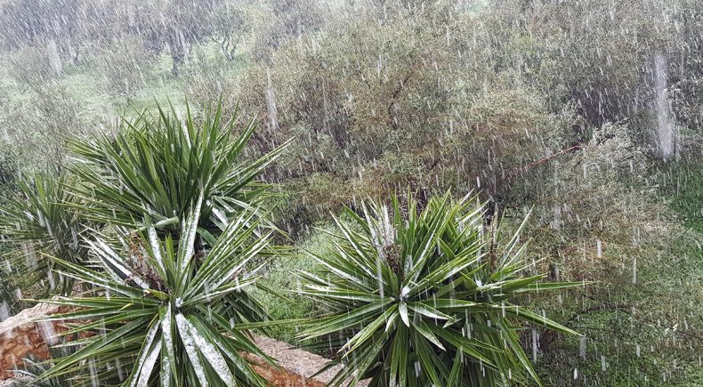 Verschneite Palmen im Nachbargarten