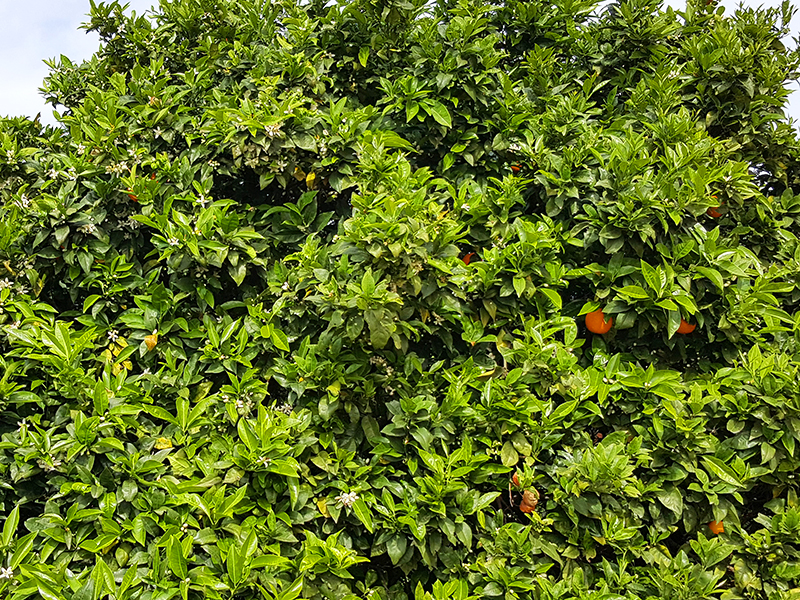 Orangenbaum auf Kreta im April