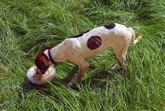 Hund: Unser Schützling beim Fressen