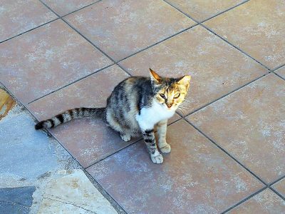 Katze im Haus