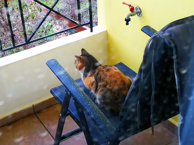 Kater auf unserem Balkon