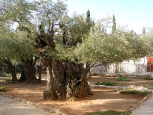 Olivenbaum im Garten Gethsemane