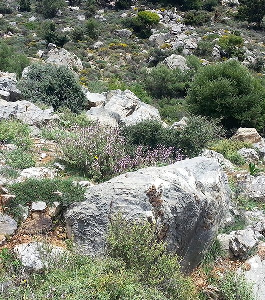 Kräuter sammeln in der Bergregion nördlich von Mirtos
