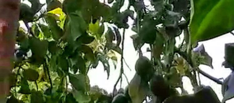 Avocadobaum im Kloster Chrysopigi