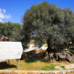 Ältester Olivenbaum der Welt in Ano Vouves