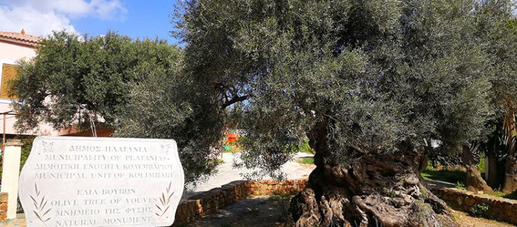 Ältester Olivenbaum der Welt in Ano Vouves