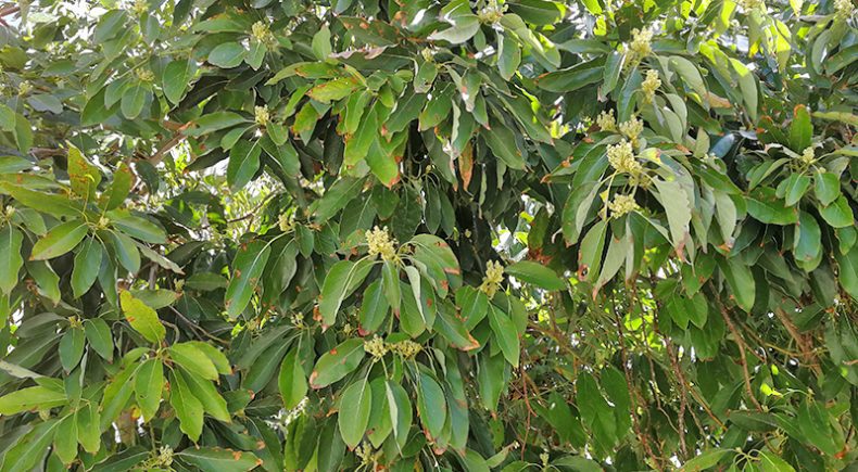 Avocado-Baum im Frühjahr