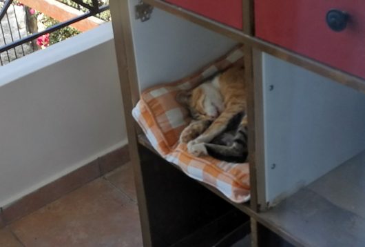 Katerle auf unserem Balkon