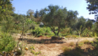 The Olive Farm