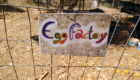 Egg factory bei The Olive Farm