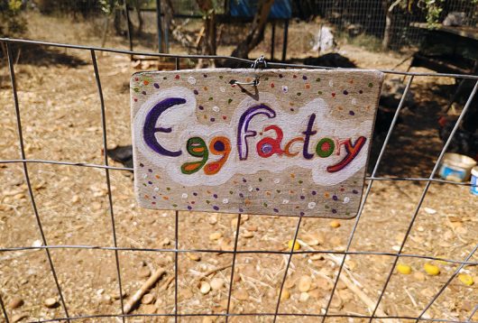 Egg factory bei The Olive Farm