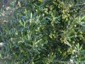 Reife Oliven am Baum