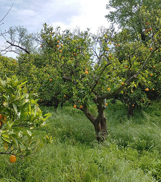 Orangenfelder in der Apokoronas-Region