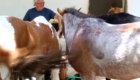 Vorbereitung aufs Reiten