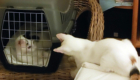 Schwester Piggy zu Besuch
