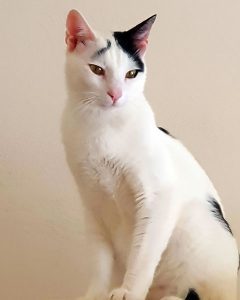 Kater Spotty