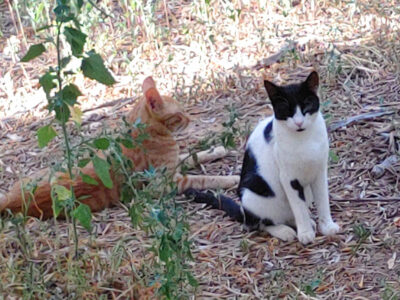 Lilith und Kater Devil