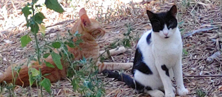 Lilith und Kater Devil