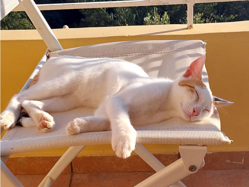 Pardalakis Studios Gerani Pardalakis Studios Gerani