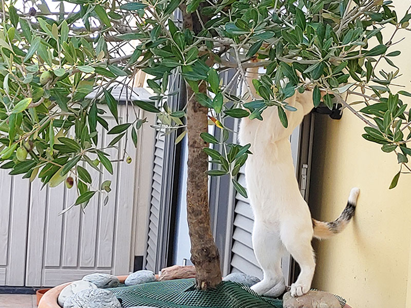 Pardalakis Studios Gerani Pardalakis Studios Gerani