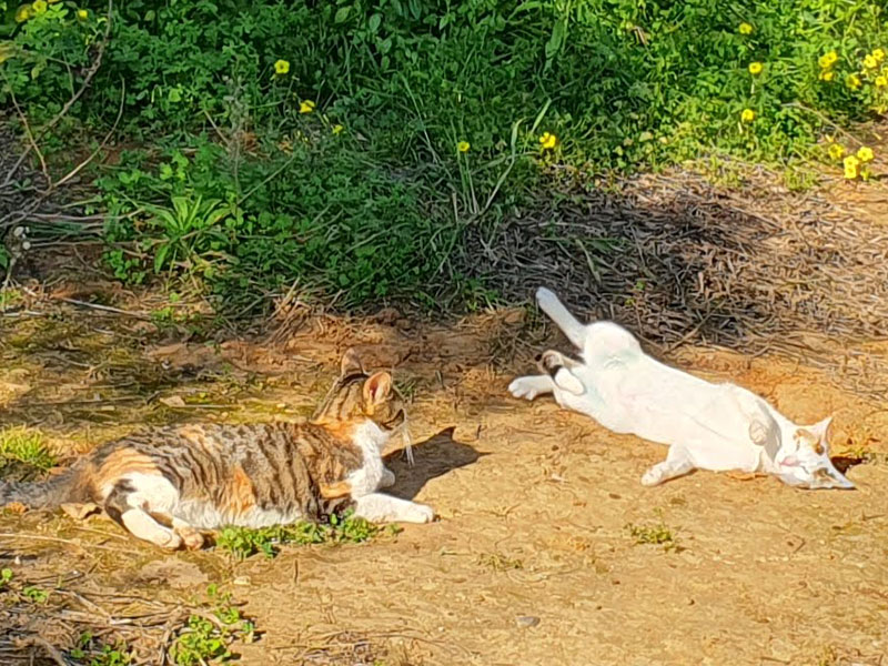 Pardalakis Studios Gerani Pardalakis Studios Gerani