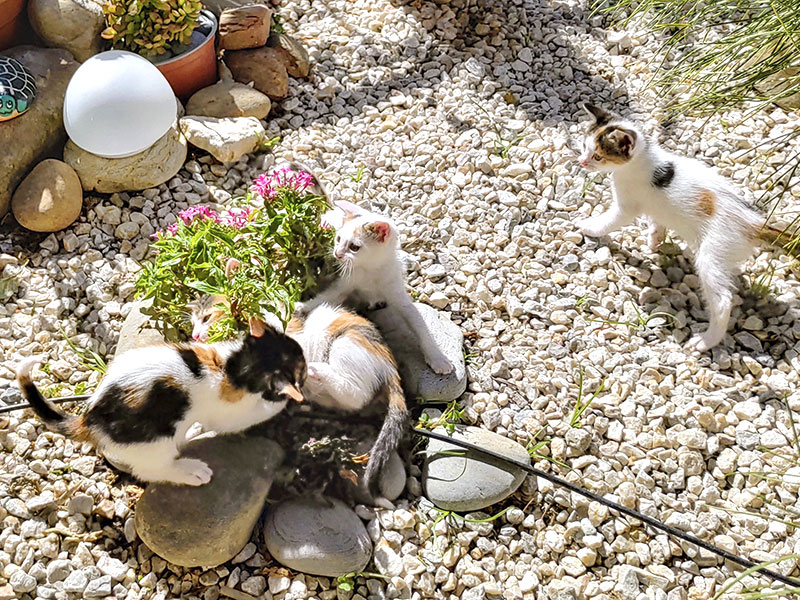 Pardalakis Studios Gerani Pardalakis Studios Gerani