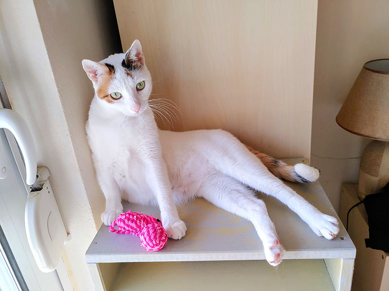 Pardalakis Studios Gerani Pardalakis Studios Gerani