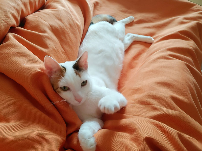 Pardalakis Studios Gerani Pardalakis Studios Gerani