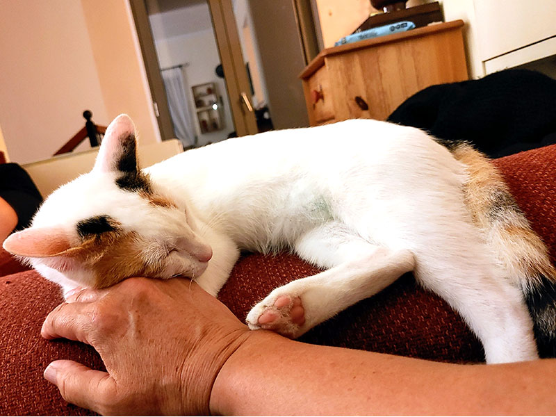 Pardalakis Studios Gerani Pardalakis Studios Gerani