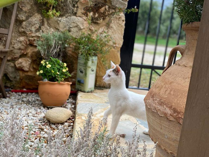 Pardalakis Studios Gerani Pardalakis Studios Gerani