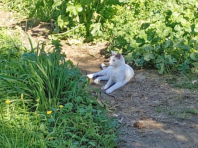 Pardalakis Studios Gerani Pardalakis Studios Gerani