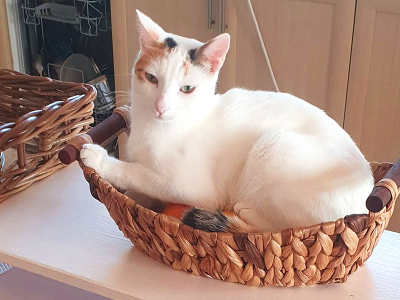 Pardalakis Studios Gerani Pardalakis Studios Gerani