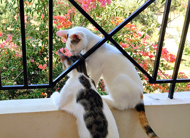 Pardalakis Studios Gerani Pardalakis Studios Gerani