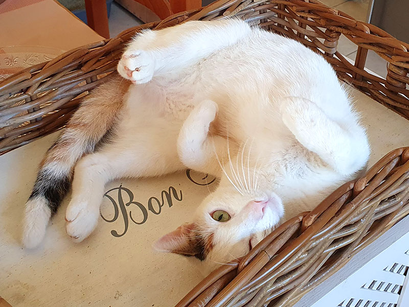 Pardalakis Studios Gerani Pardalakis Studios Gerani