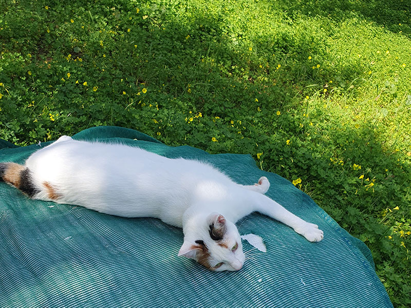 Pardalakis Studios Gerani Pardalakis Studios Gerani