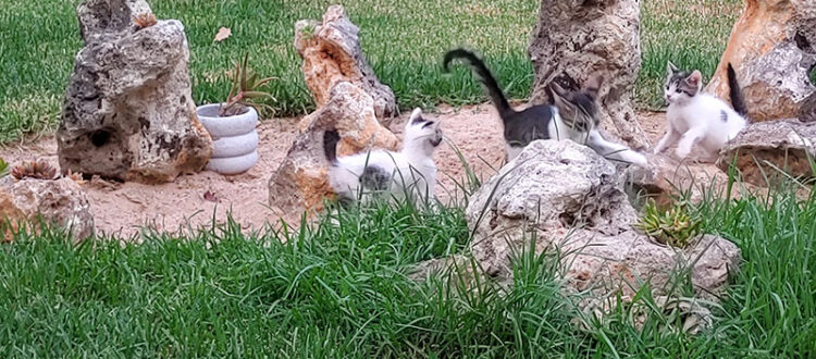 Mini-Miezen spielen in unserem Garten.