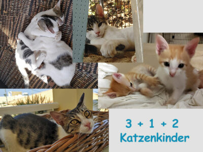 3 + 1 + 2 Katzenkinder