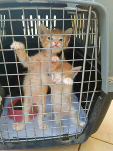 Katzenbabys in Hundebox