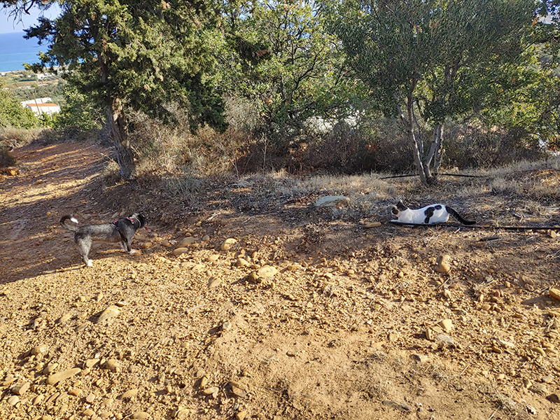 Tori und Kater Dolfi Tori und Kater Dolfi