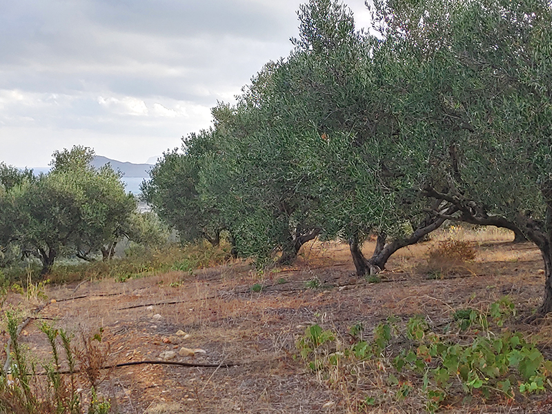 Oliven auf dem Hügel Oliven auf dem Hügel