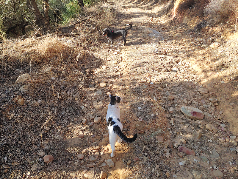 Tori mit Kater Dolfi Tori mit Kater Dolfi