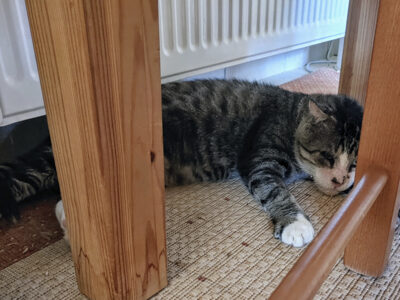 Kater Dicky