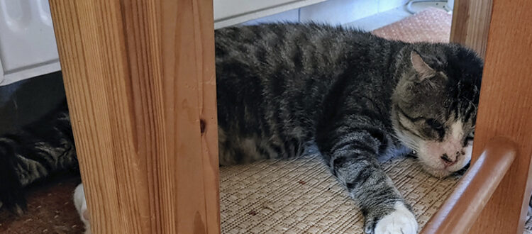 Kater Dicky
