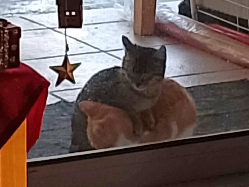 Katzengeschwister auf Suche